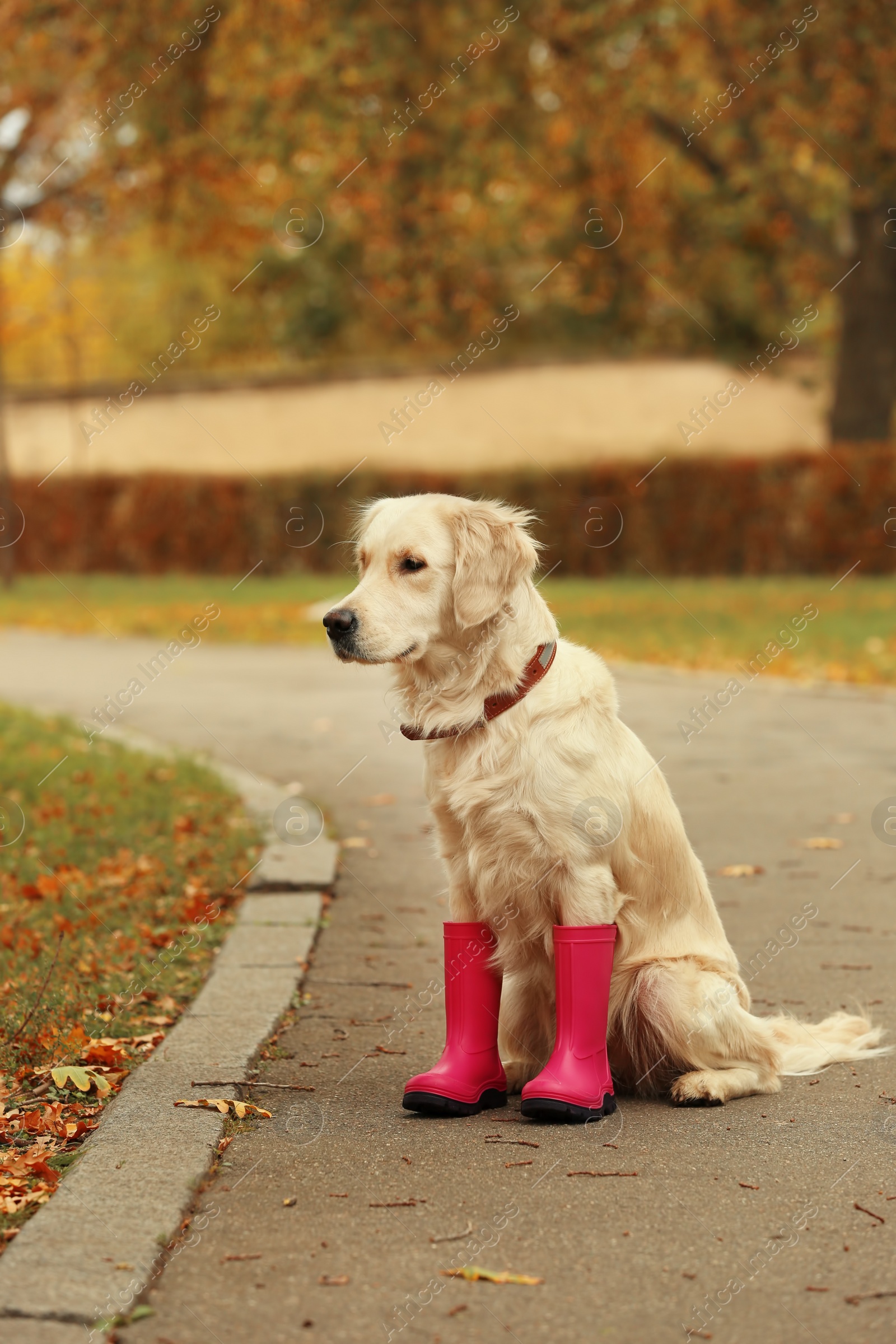 Photo of Funny Labrador Retriever wearing rubber boots in beautiful autumn park