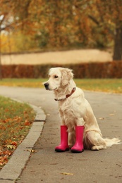 Photo of Funny Labrador Retriever wearing rubber boots in beautiful autumn park