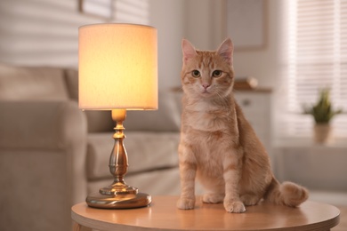 Photo of Cute cat sitting on table near lamp at home