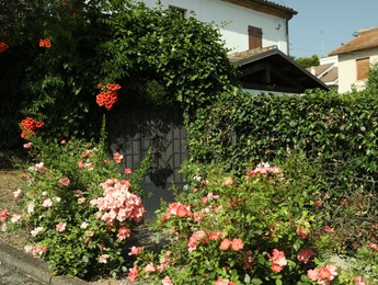 Photo of Beautiful blooming flowerbed near house on sunny day