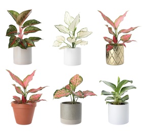 Image of SetAglaonema plants for house on white background 