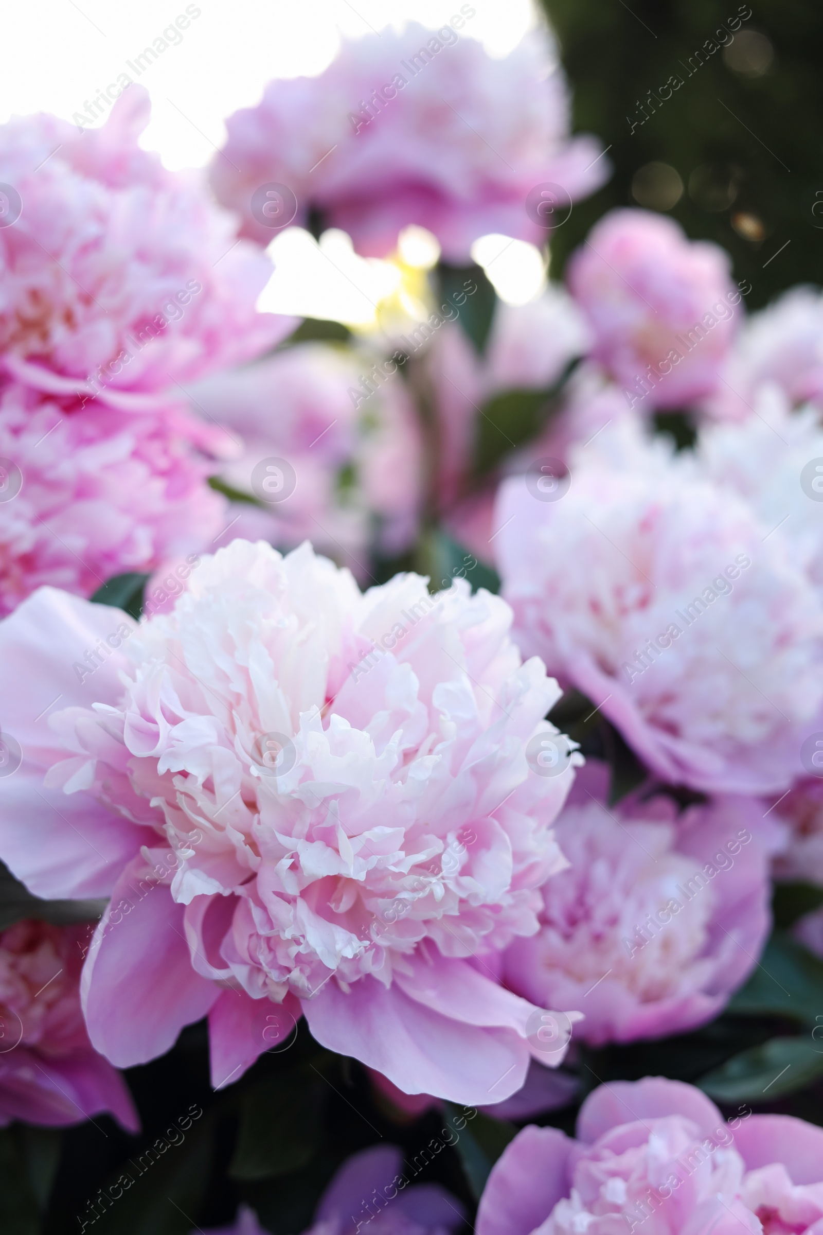 Photo of Blooming peony plant with beautiful pink flowers outdoors, closeup