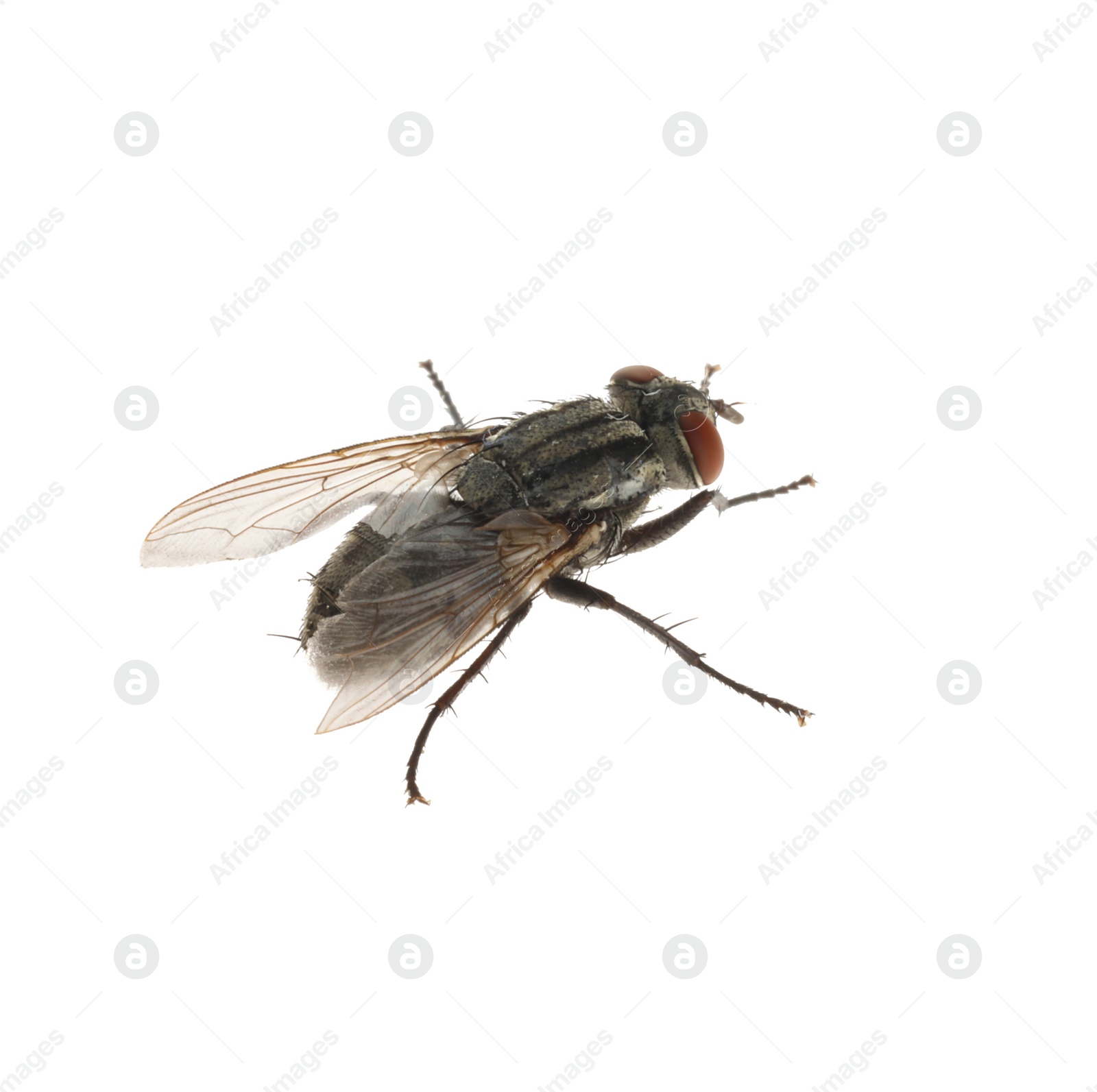 Photo of One common black fly on white background