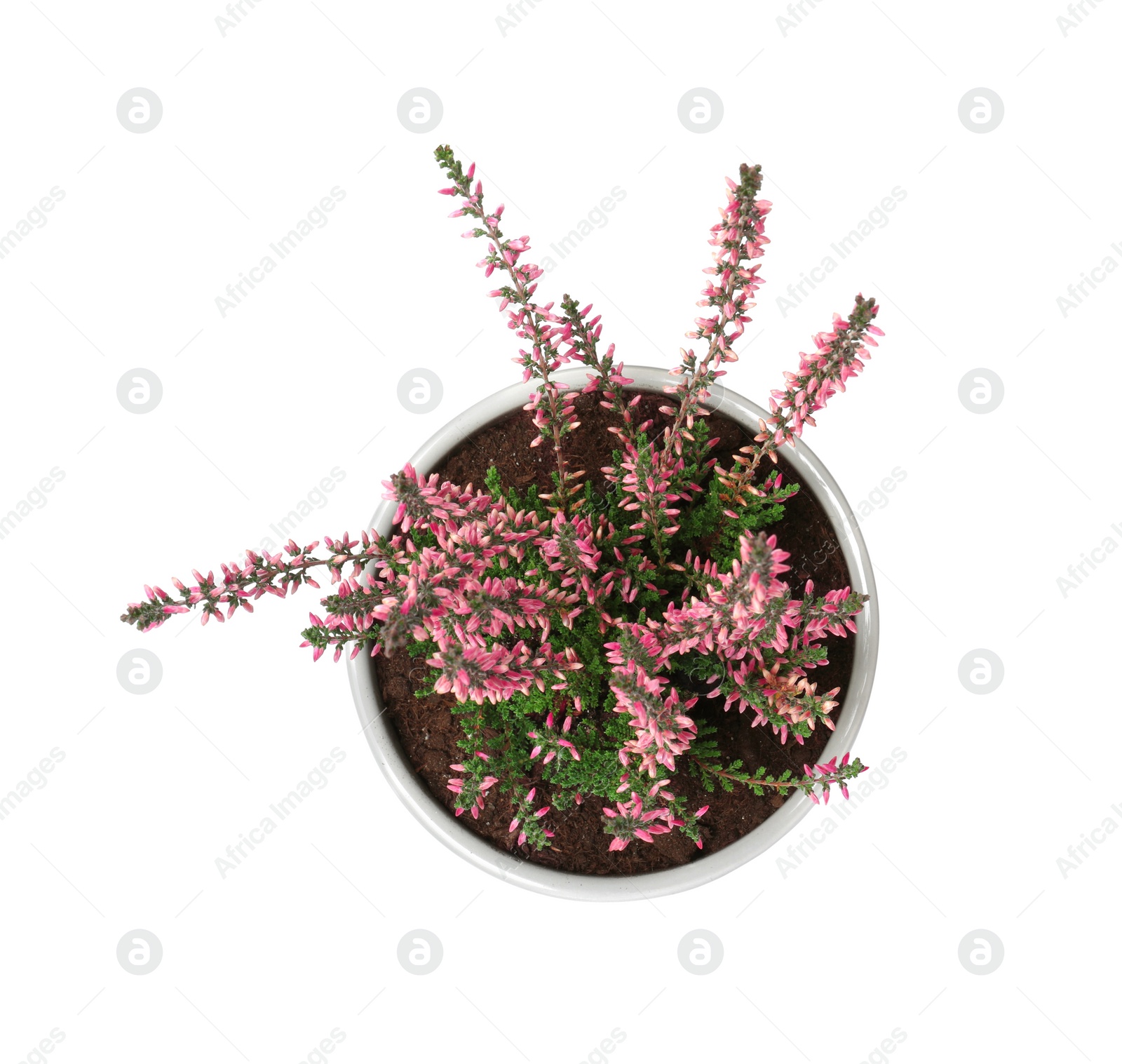 Photo of Beautiful heather in flowerpot isolated on white, top view