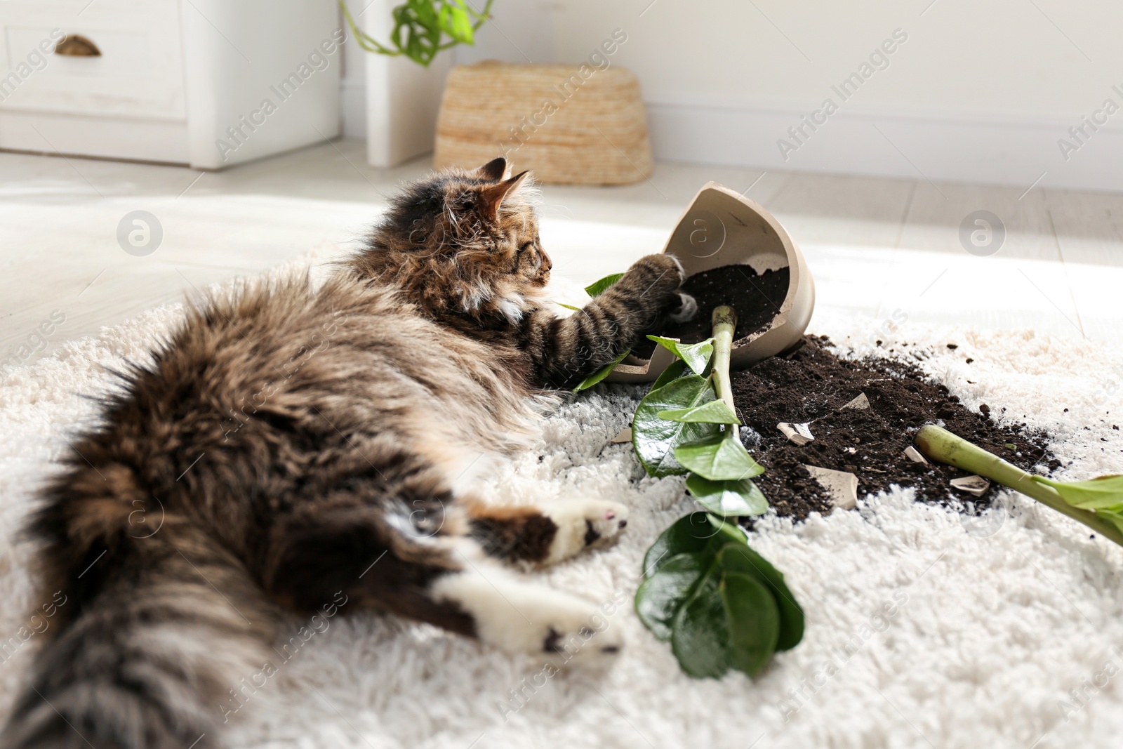 Photo of Cat near overturned houseplant on light carpet at home