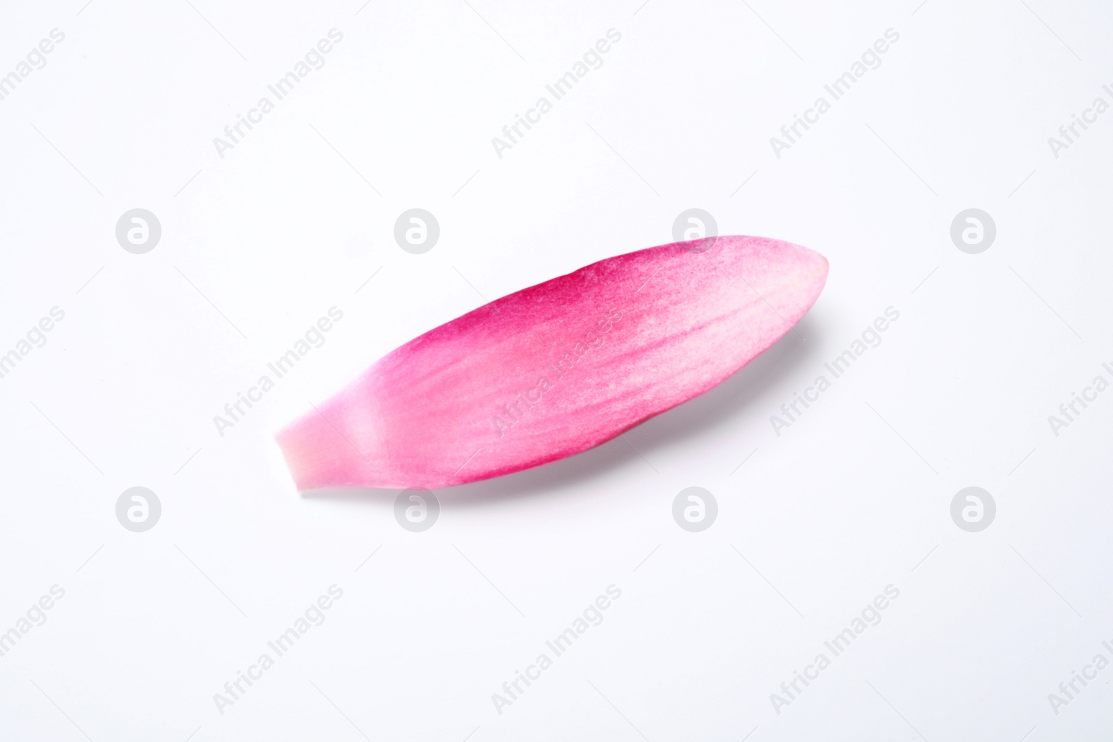 Photo of Beautiful pink lotus flower petal isolated on white, top view