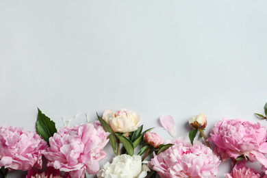 Photo of Beautiful peonies on light grey background, flat lay. Space for text