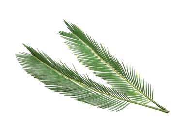 Photo of Beautiful tropical Sago palm leaves on white background