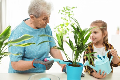 Little girl and her grandmother taking care of plants indoors