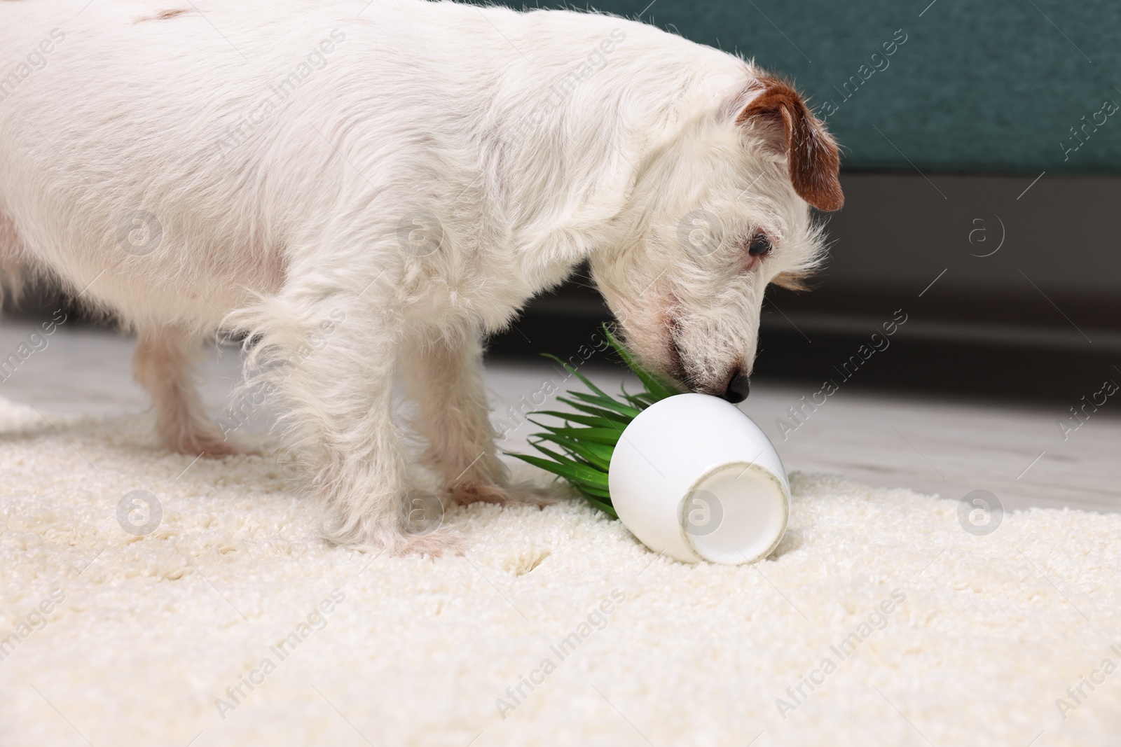 Photo of Cute dog near overturned houseplant on rug indoors