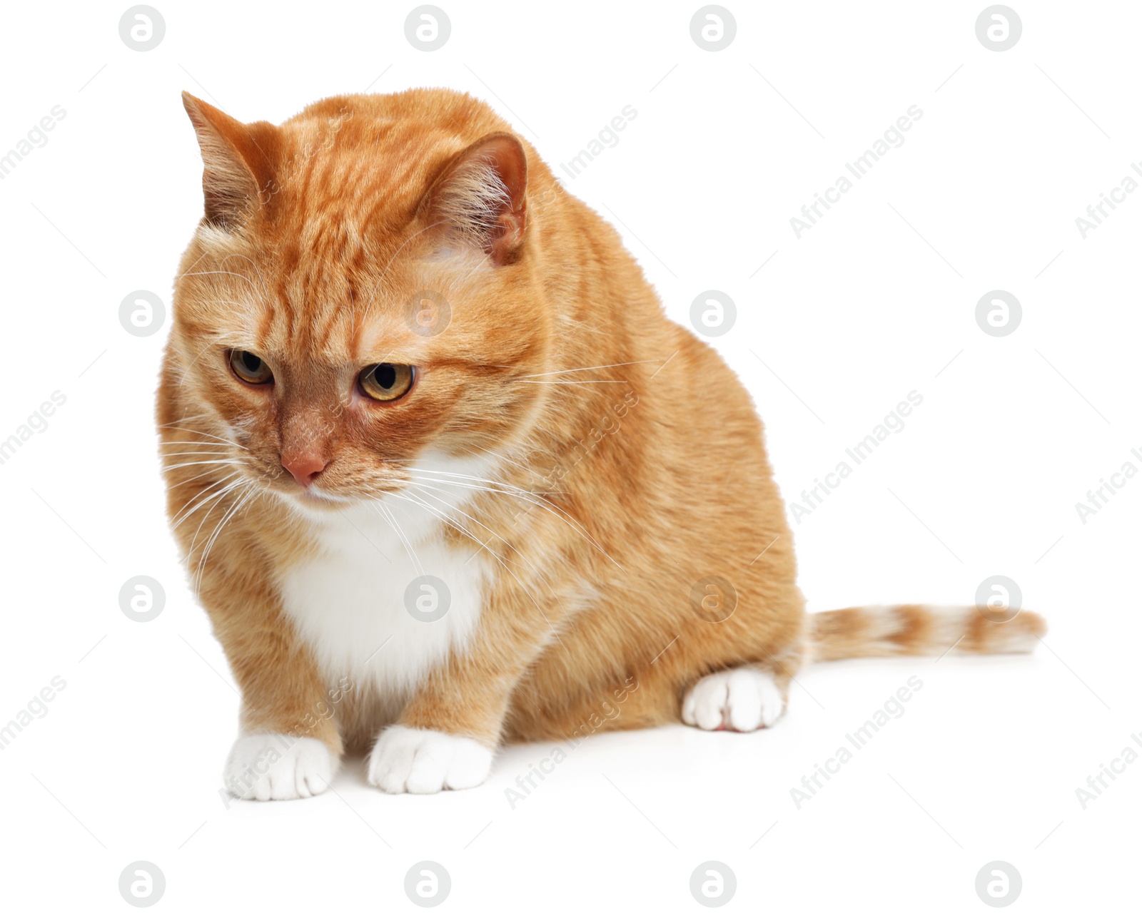 Photo of Cute ginger cat on white background. Adorable pet