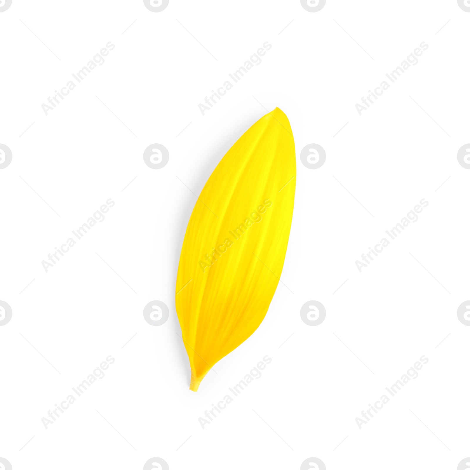 Photo of Fresh yellow sunflower petal isolated on white, top view