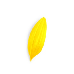 Photo of Fresh yellow sunflower petal isolated on white, top view