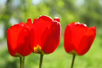 Photo of Blossoming tulips outdoors on sunny spring day