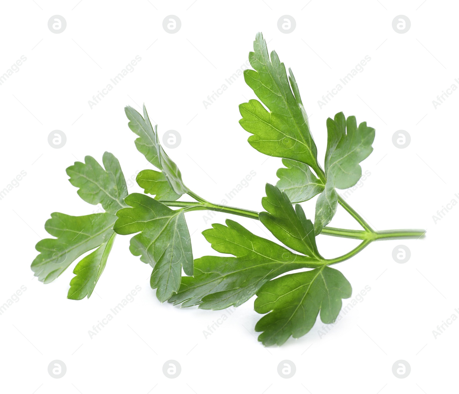 Photo of Fresh green organic parsley isolated on white