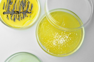 Petri dishes with different bacteria colonies on white background, flat lay