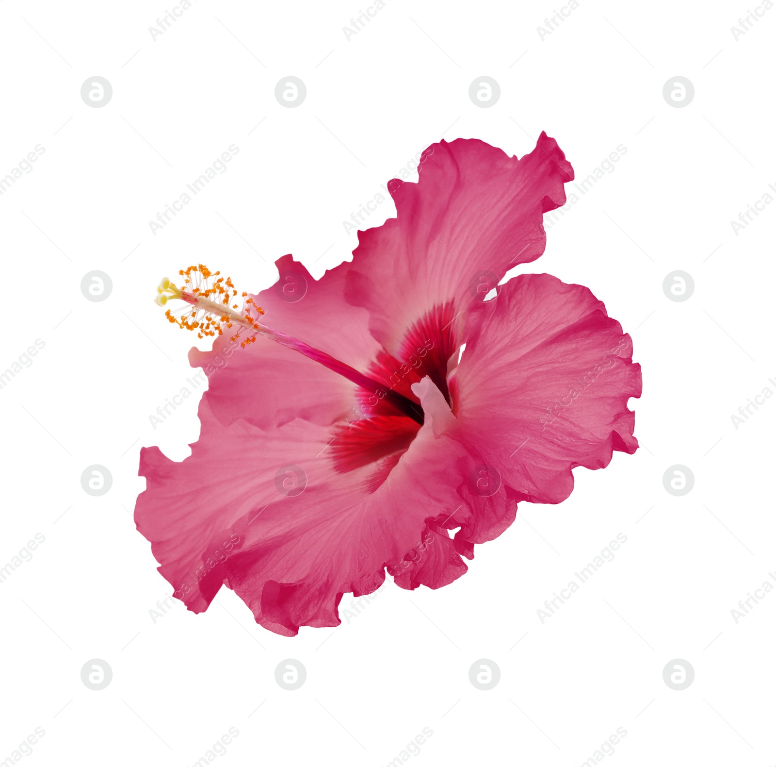 Image of Beautiful tropical hibiscus flower isolated on white