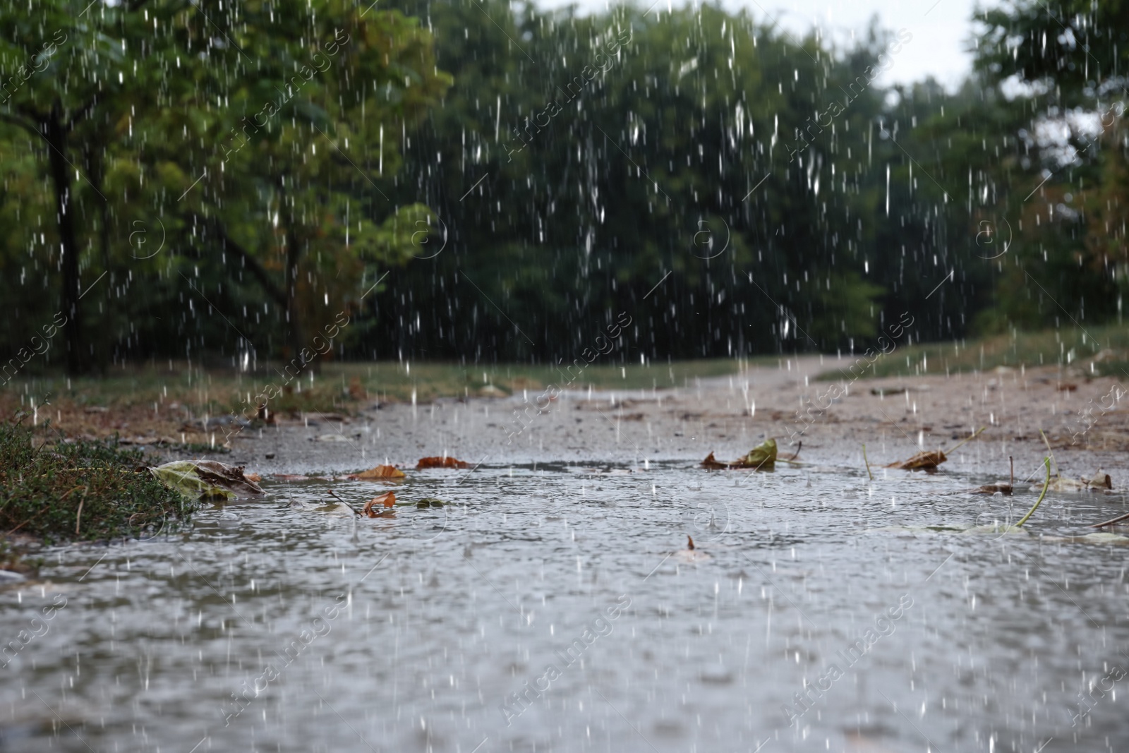 Photo of View of puddle on ground during rain in park