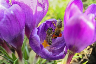 Wasps on beautiful purple crocus flowers in garden, closeup