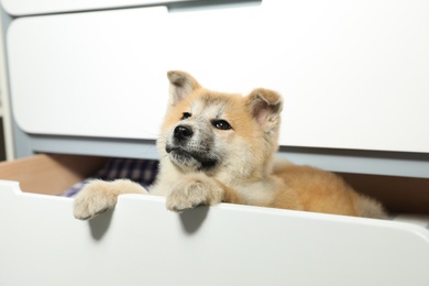Photo of Adorable Akita Inu puppy playing in commode at home