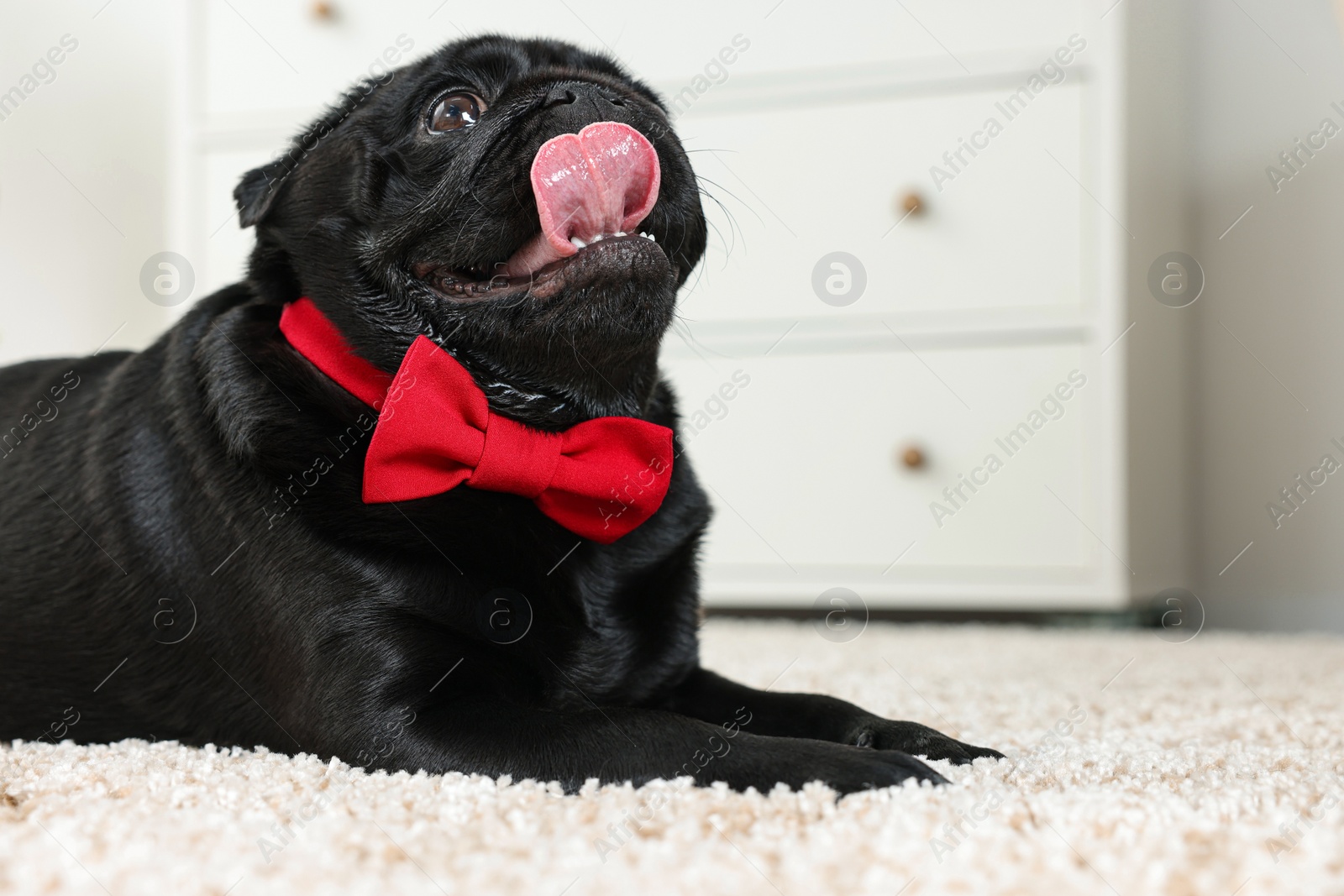 Photo of Cute Pug dog with red bow tie on neck in room, space for text