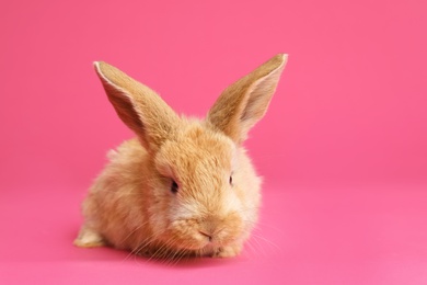 Photo of Adorable furry Easter bunny on color background, space for text
