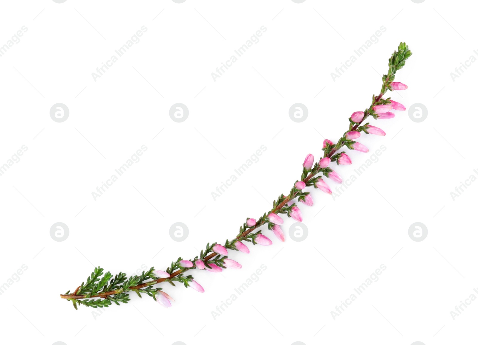 Photo of Sprig of heather with beautiful flowers isolated on white