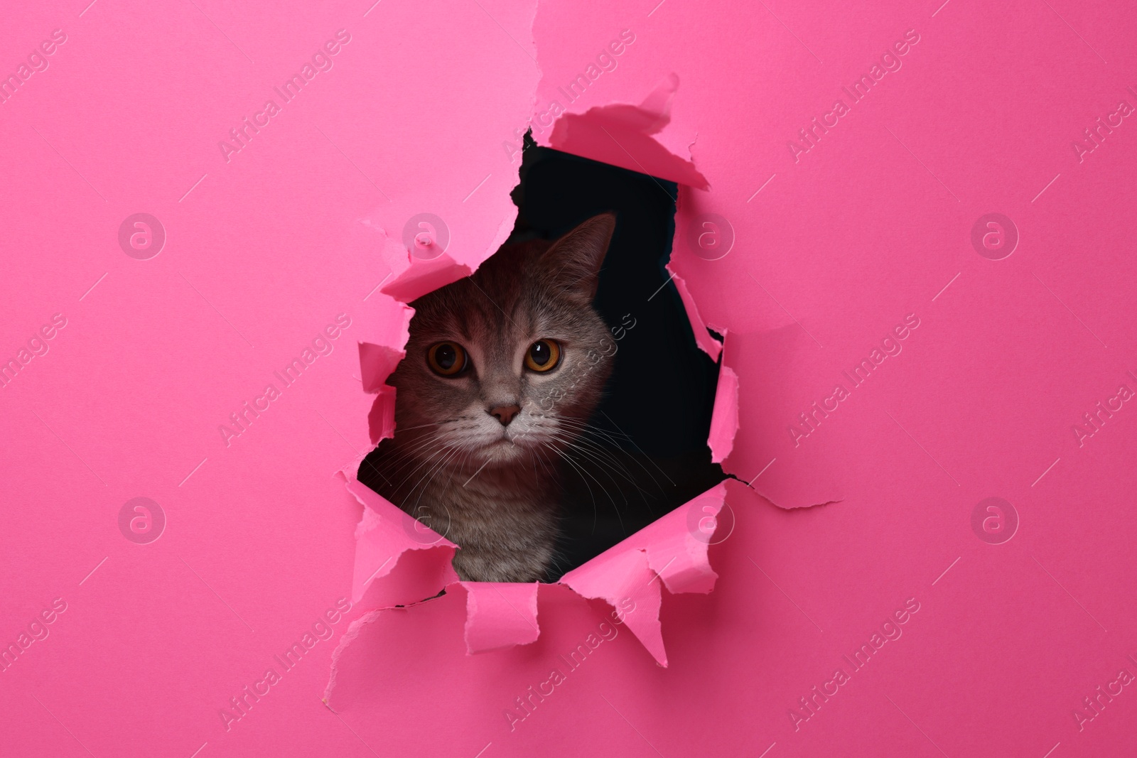 Photo of Cute grey cat peeking out hole in pink paper