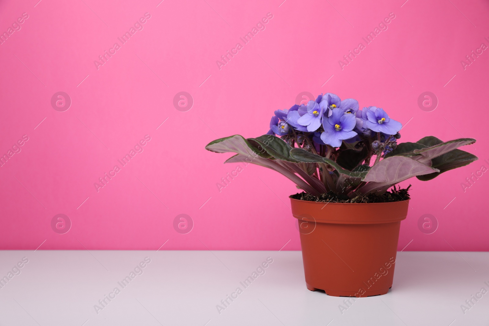 Photo of Beautiful potted violet flower on white table against pink background. Space for text