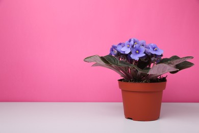 Photo of Beautiful potted violet flower on white table against pink background. Space for text