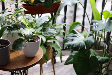 Many different beautiful plants in pots on balcony. Space for text