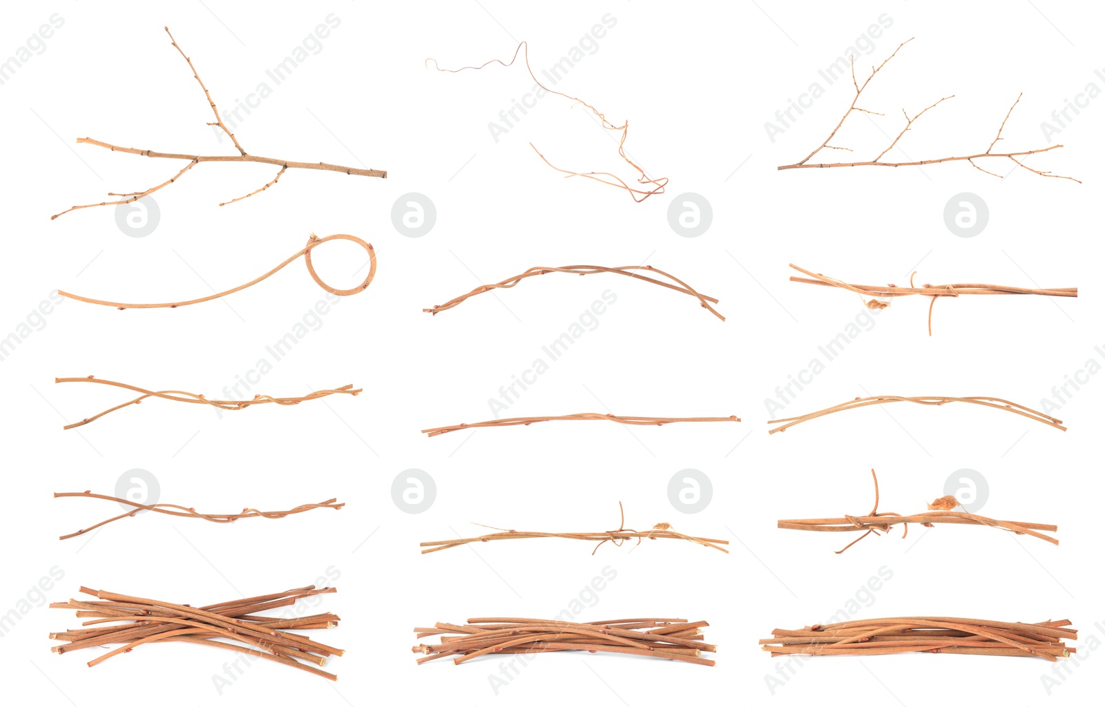 Image of Collage with dry tree twigs on white background