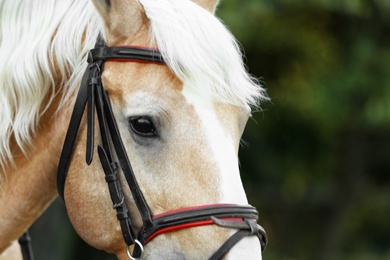 Photo of Palomino horse in bridle on blurred background, closeup