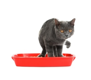 Photo of Cat in pet toilet on white background