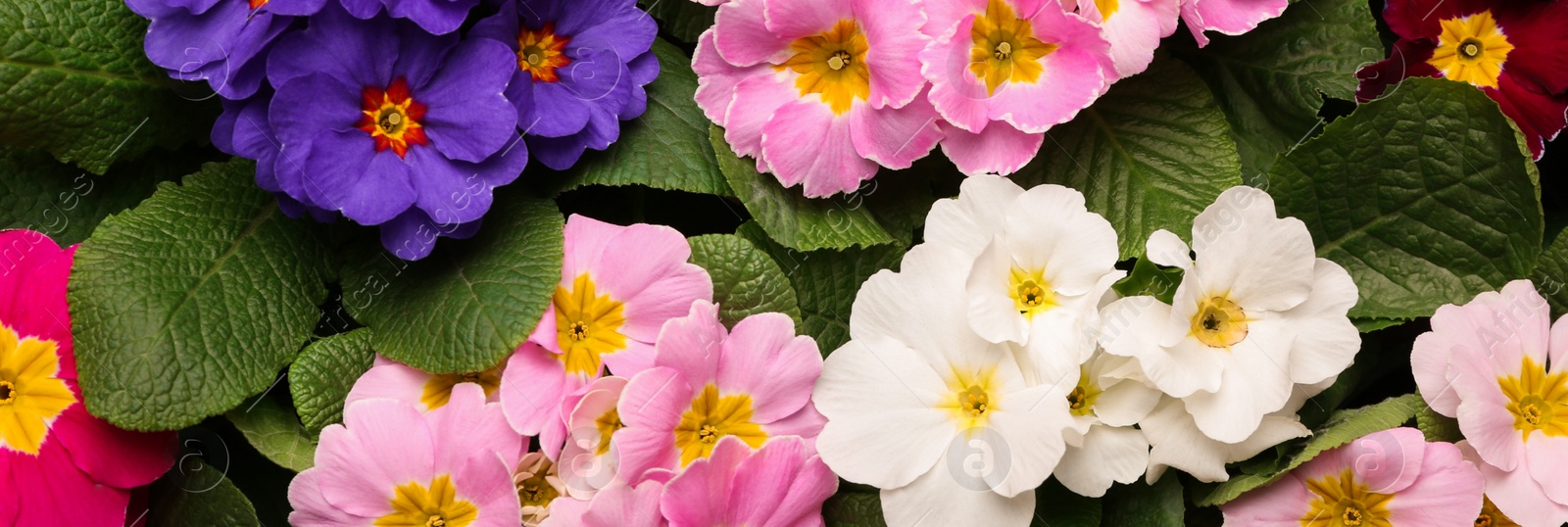 Image of Beautiful spring primula (primrose) plants with colorful flowers as background, top view. Banner design