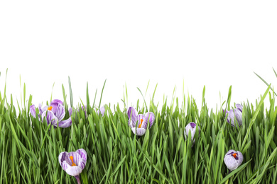 Fresh green grass and crocus flowers on white background. Spring season