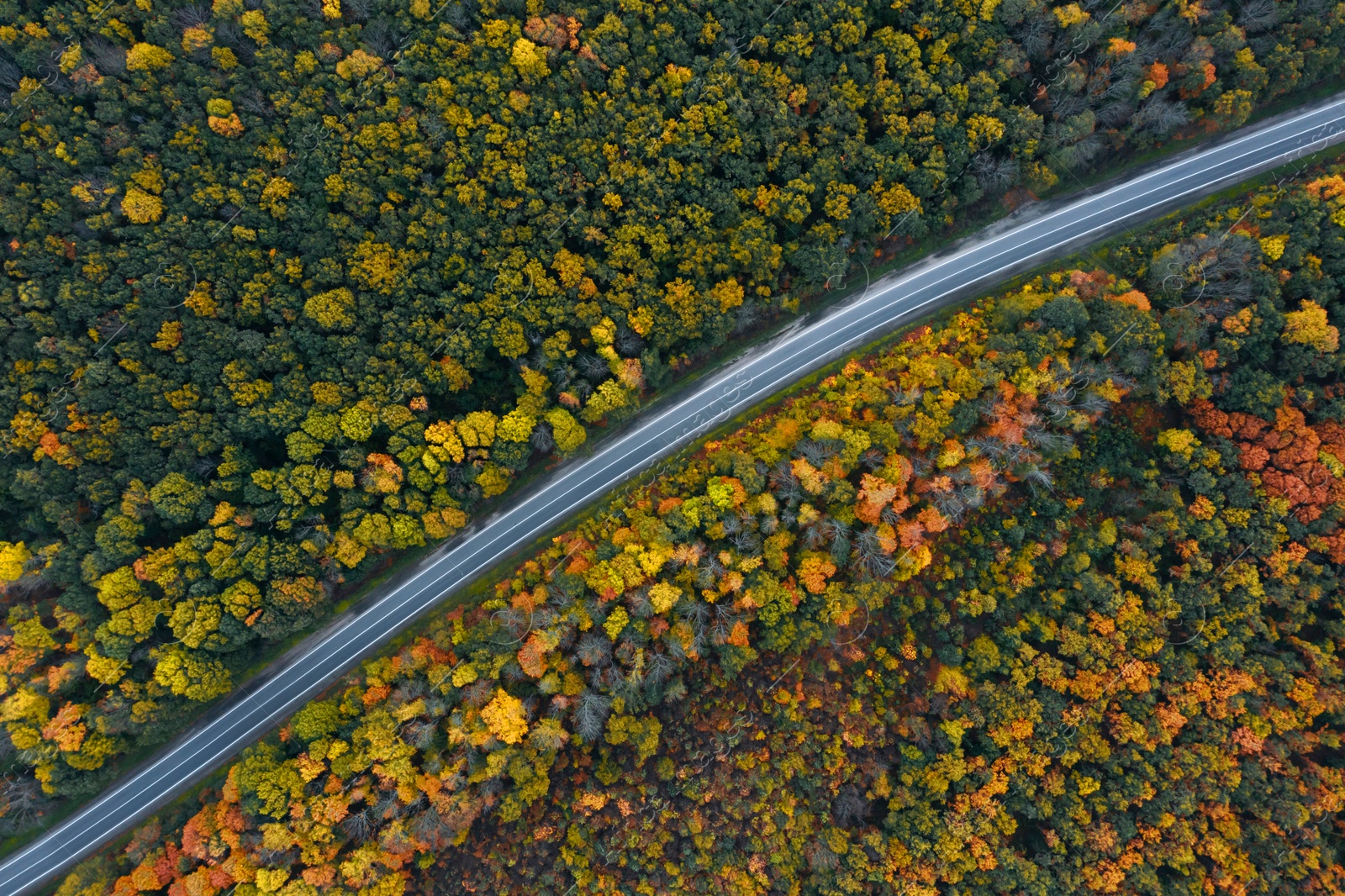 Image of Aerial view of road going through beautiful autumn forest