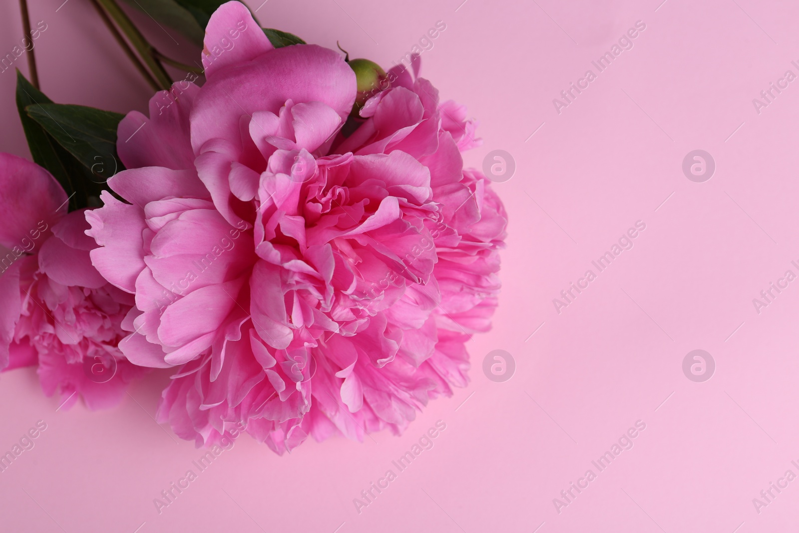 Photo of Beautiful bright peonies on pink background, top view. Space for text