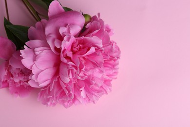 Photo of Beautiful bright peonies on pink background, top view. Space for text