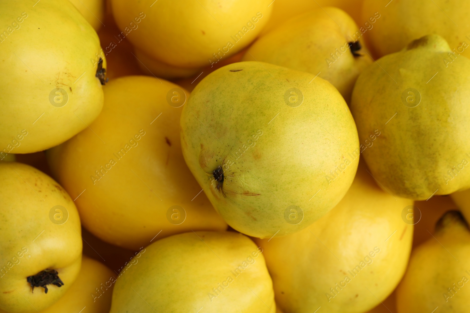 Photo of Delicious ripe quinces as background, closeup view