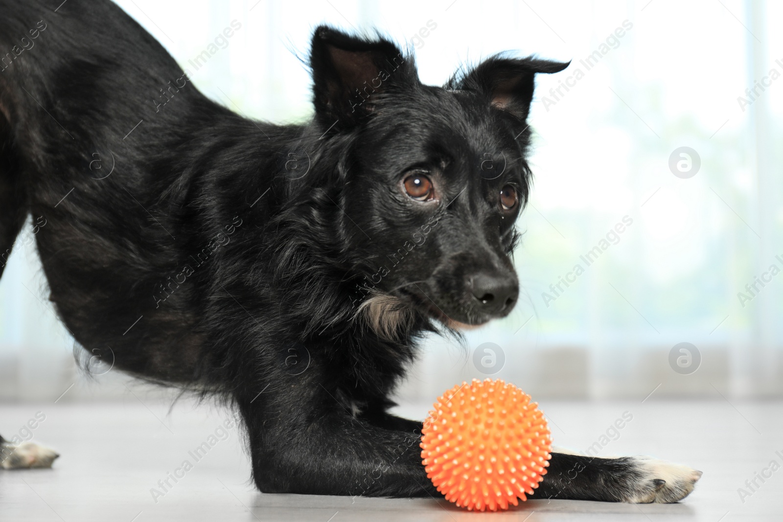 Photo of Cute dog with ball on floor in room