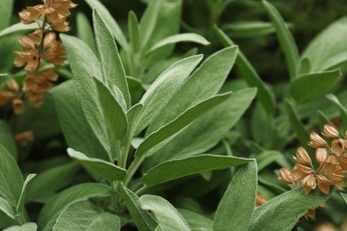 Photo of Beautiful sage with green leaves growing outdoors