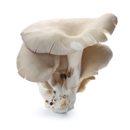 Photo of Delicious organic oyster mushrooms on white background