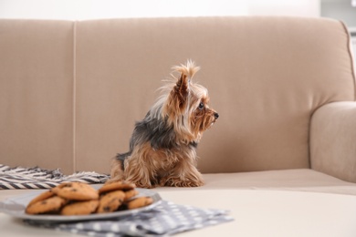 Photo of Yorkshire terrier on sofa near plate with cookies indoors. Happy dog