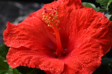 Photo of Beautiful red hibiscus flower with water drops against blurred background, macro view