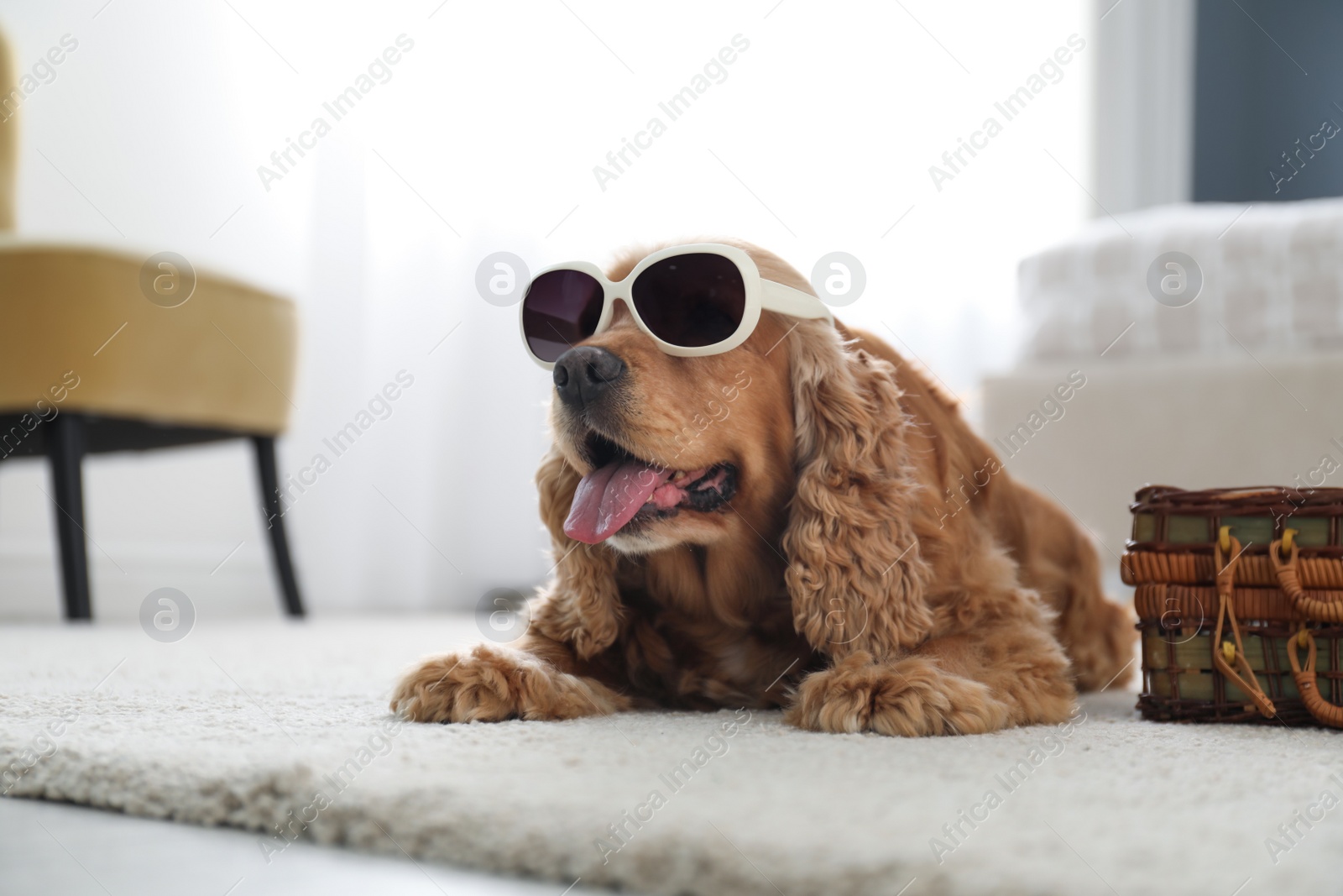 Photo of Cute English Cocker Spaniel in sunglasses near suitcase indoors. Pet friendly hotel
