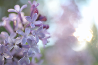 Closeup view of beautiful blossoming lilac shrub outdoors