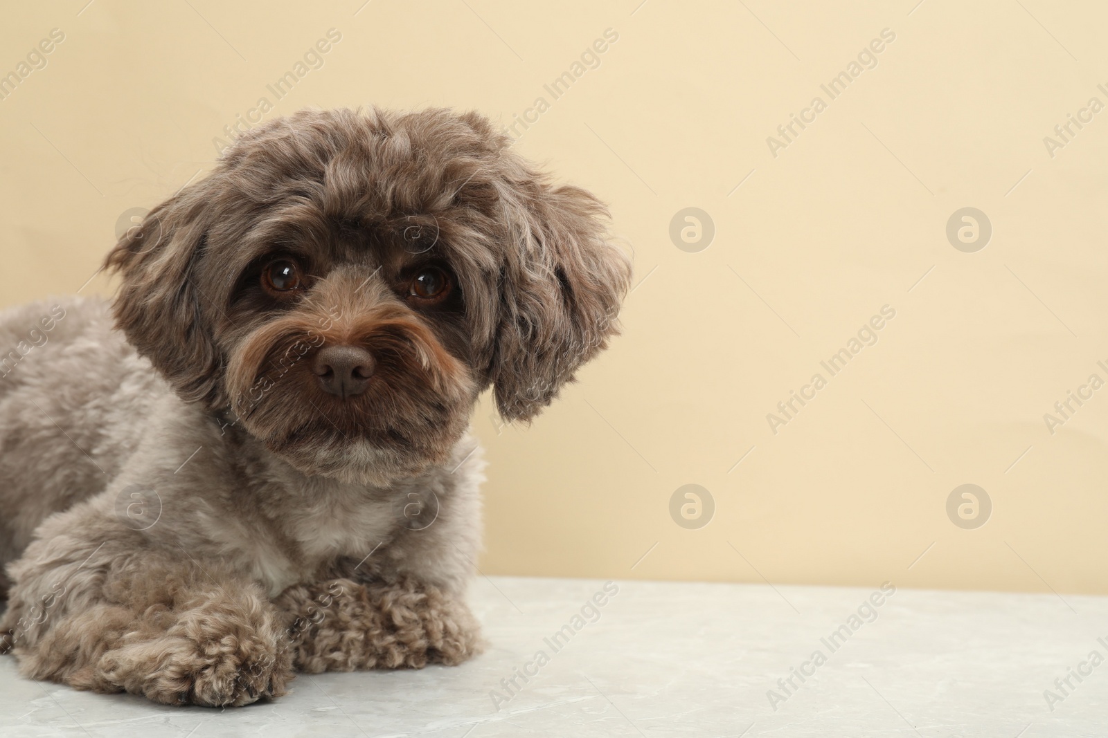 Photo of Cute Maltipoo dog on grey table against beige background, space for text. Lovely pet