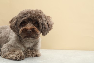 Photo of Cute Maltipoo dog on grey table against beige background, space for text. Lovely pet