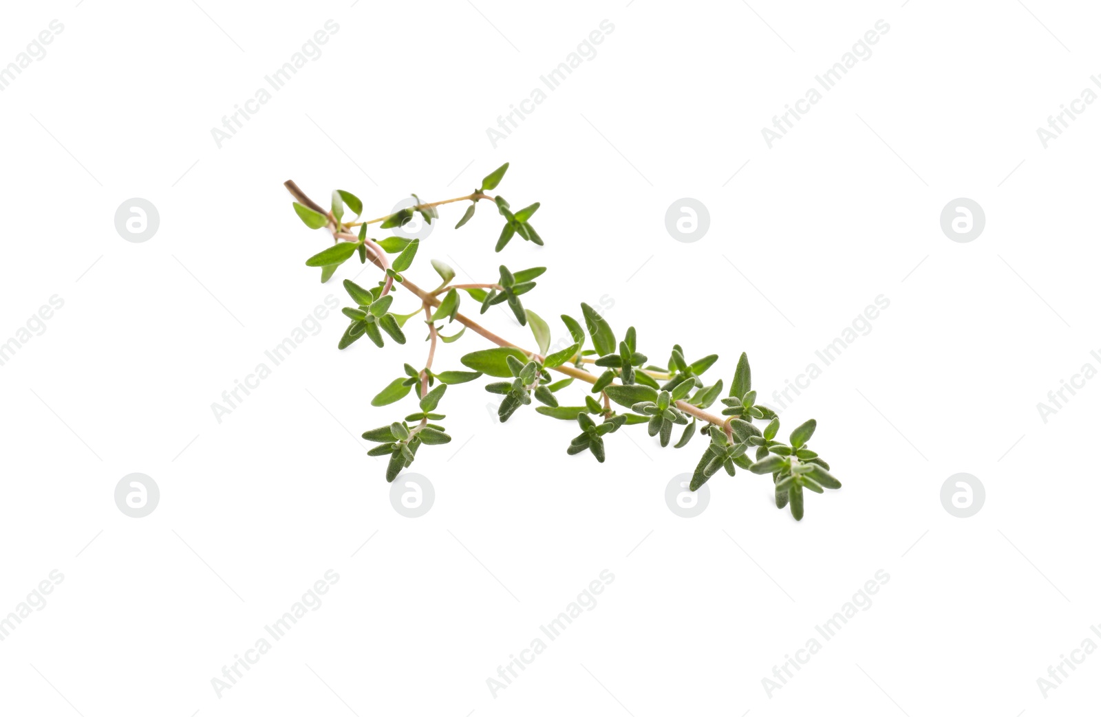 Photo of Fresh green thyme sprig isolated on white